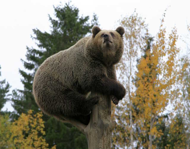 Kuvituskuva suomalainen karhu